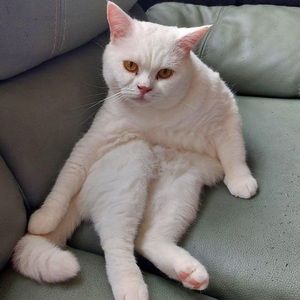 Meet your Posher, Long yee